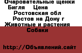 Очаровательные щенки Бигля. › Цена ­ 25 000 - Ростовская обл., Ростов-на-Дону г. Животные и растения » Собаки   